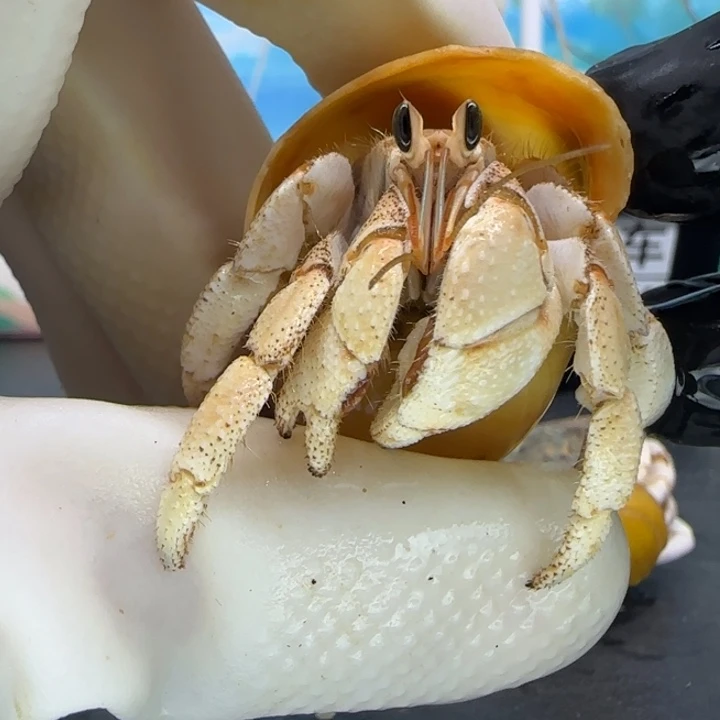 A35奶黄渐变 西沙2.2cm口径