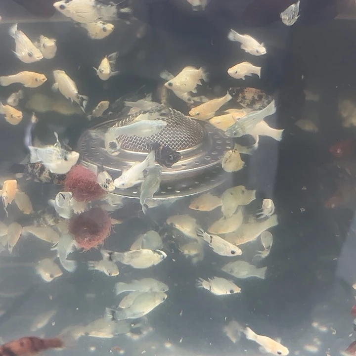 孔雀鱼老虎玛丽三条