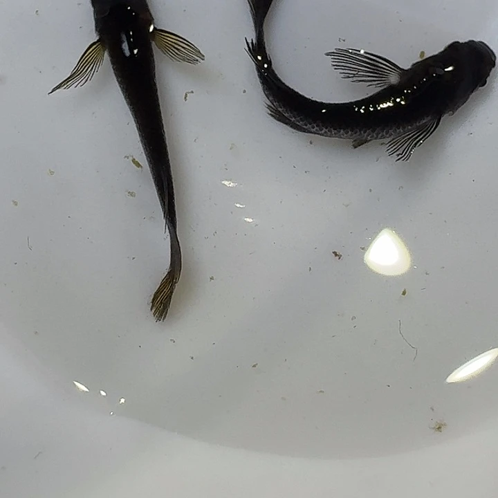 青鳉鱼54号拍品种级长鳍大蛇