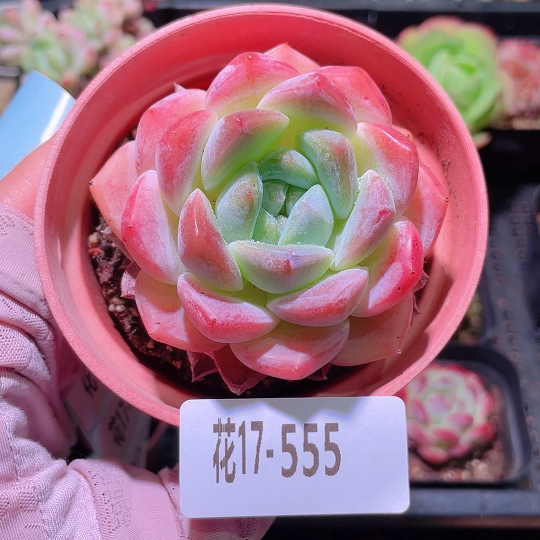 花利美17-555冰糖