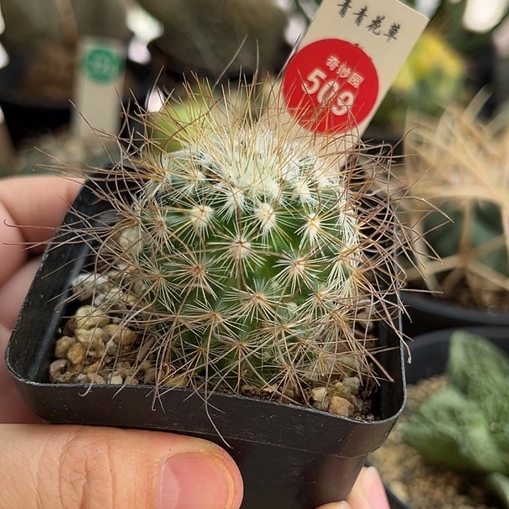 实生狂刺还泉一棵仙人球