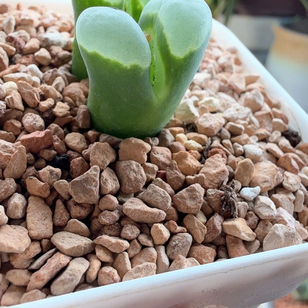 2.5.100/mSG1441极窗风铃母本/多肉植物