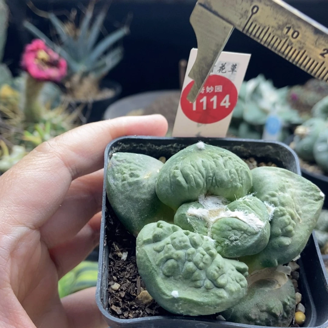 自根大疣连山龟甲牡丹7.4cm