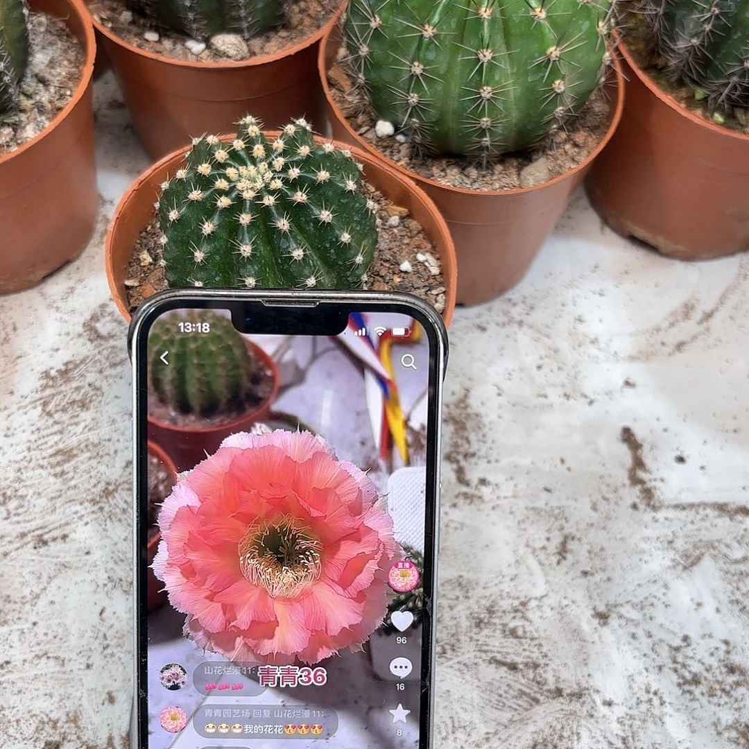 彩草36号6公分左右