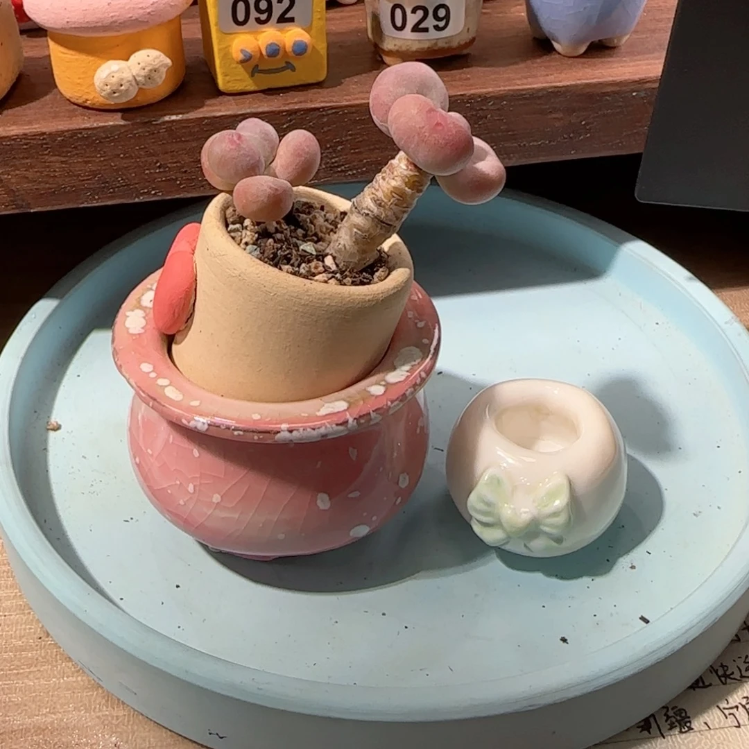 弦***语蛋黄奶种粉盆 蝴蝶结盆