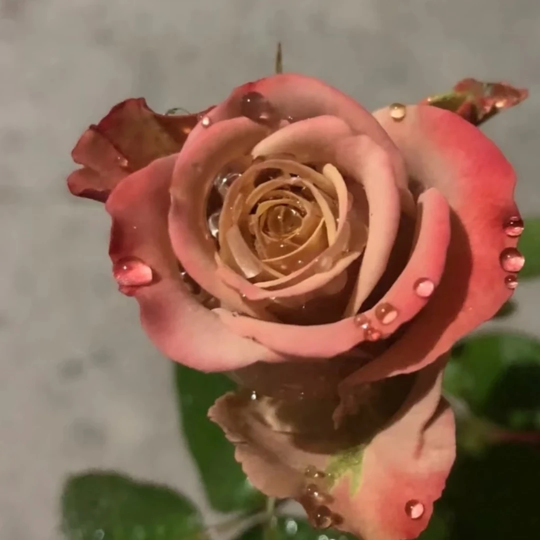 买3送1（卡布奇诺）玫瑰苗香水大花浓香庭院阳台南北方种植四季开花