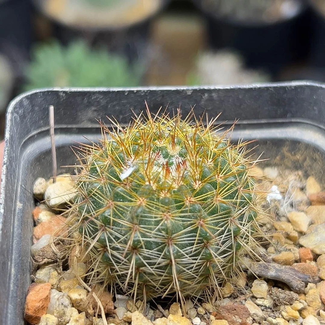 无花朵照姬丸实生球3公分