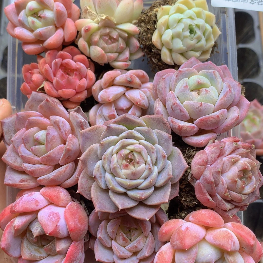 我要睡觉了哦晚安了晚安032