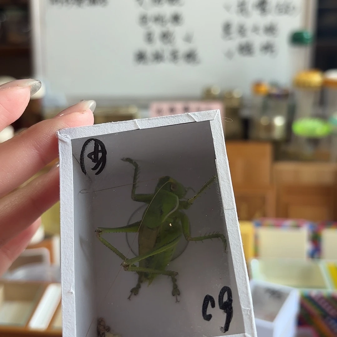 绿蝈蝈 段青冰糖 两条阿珍不包断须尾