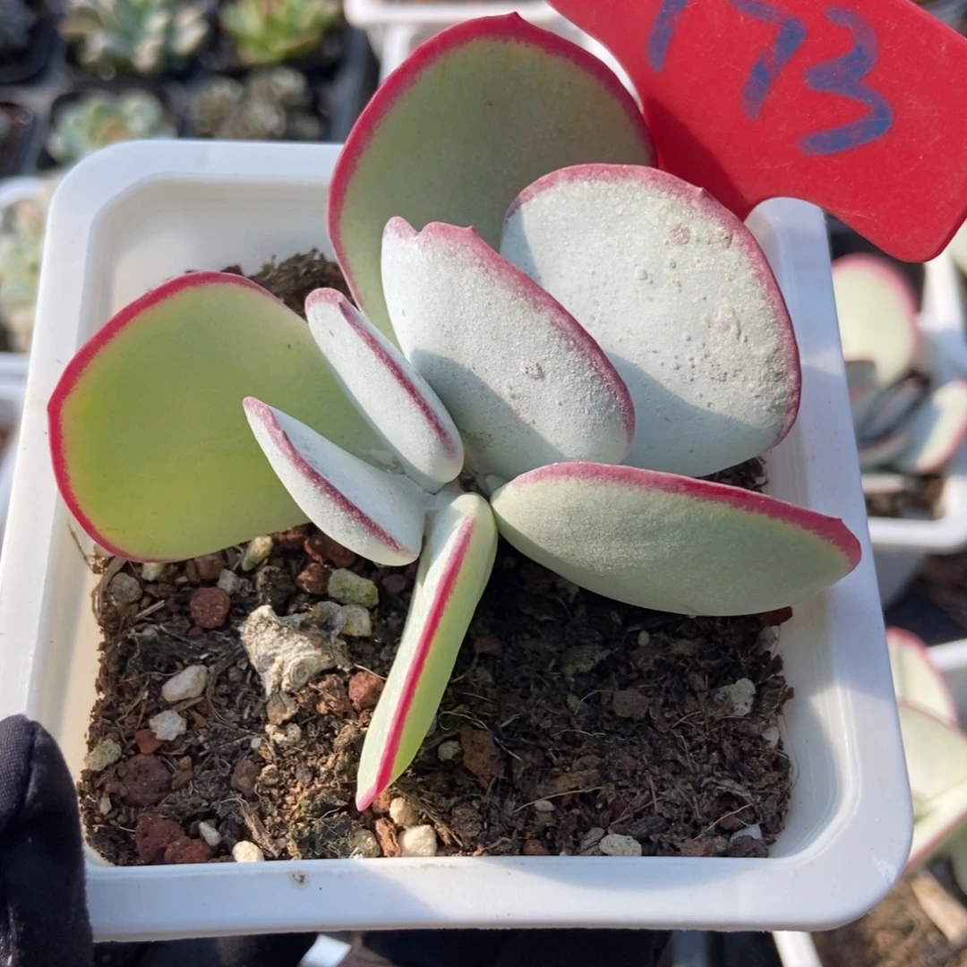 973白眉多肉植物保护