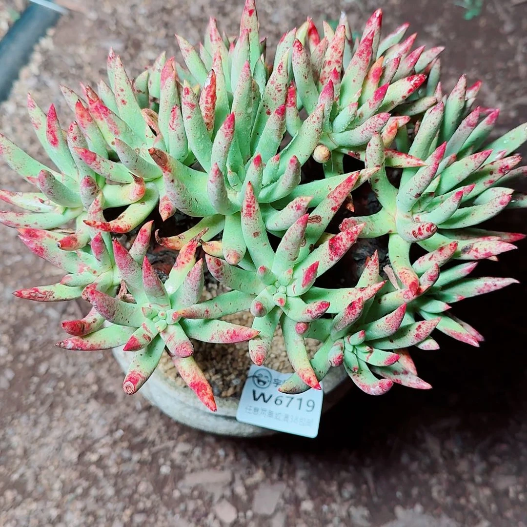 6719阿尔比仙女杯多肉