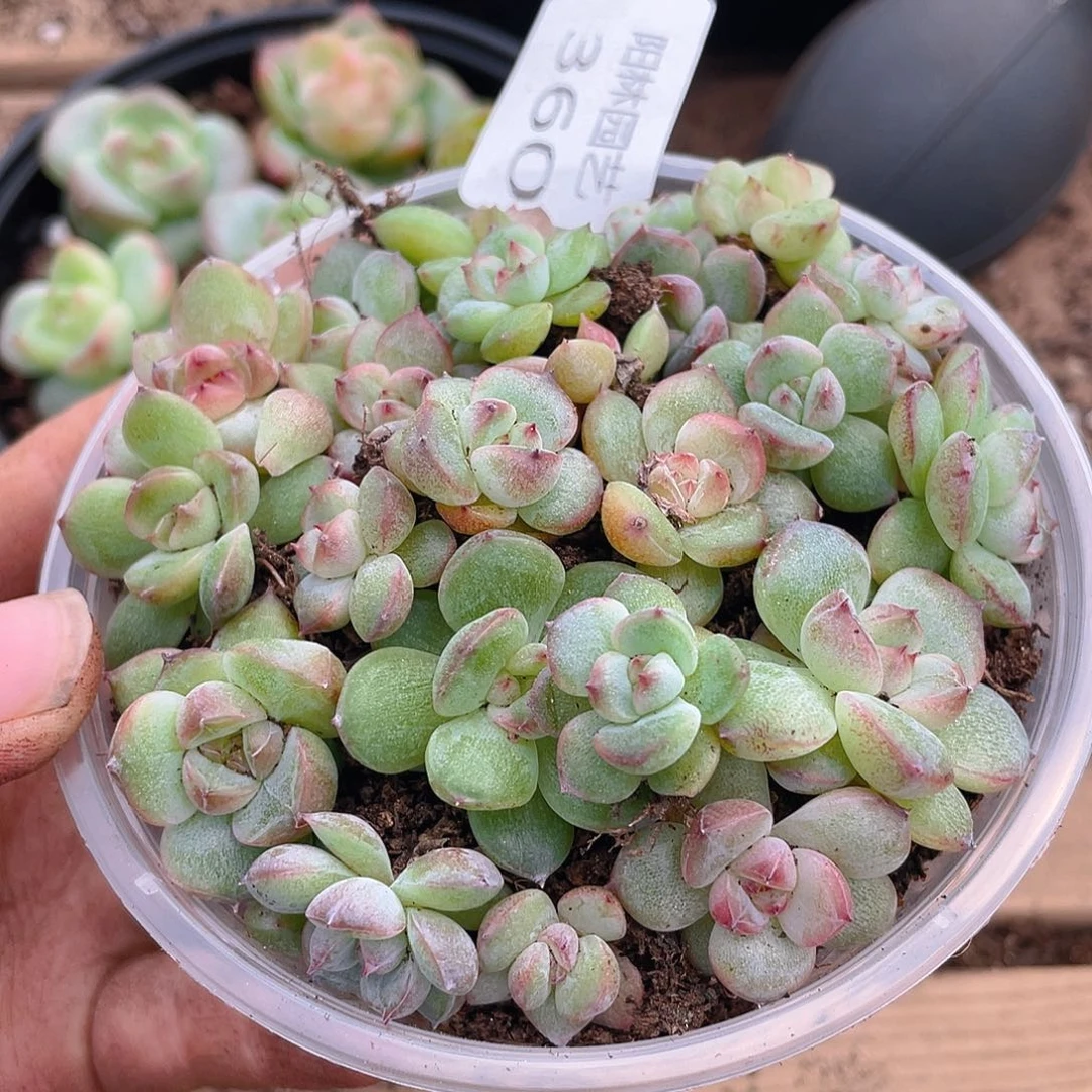 多肉植物多肉植物360