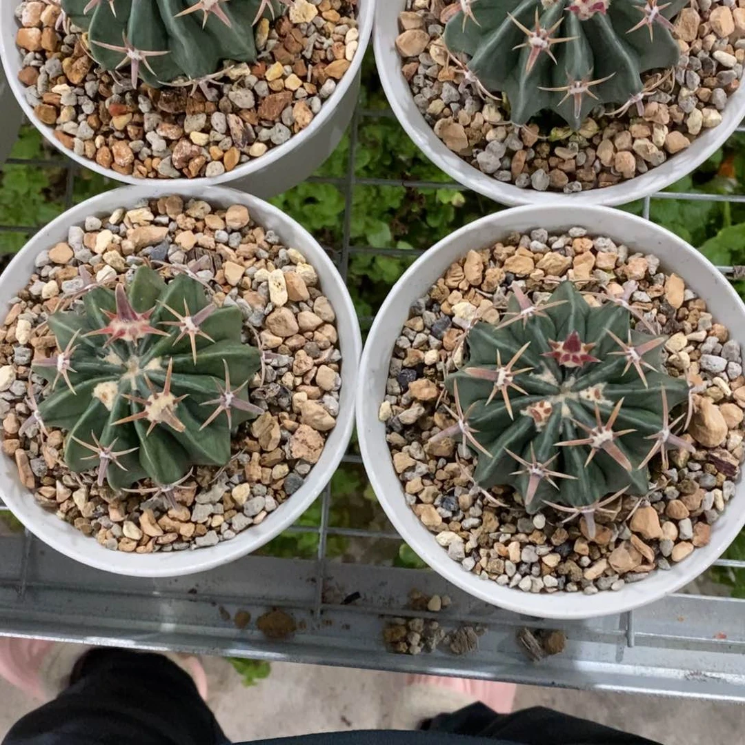 悦*言仙人球王凌波