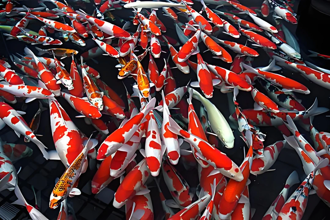 瑞图锦鲤，系统子一代锦鲤一尾！