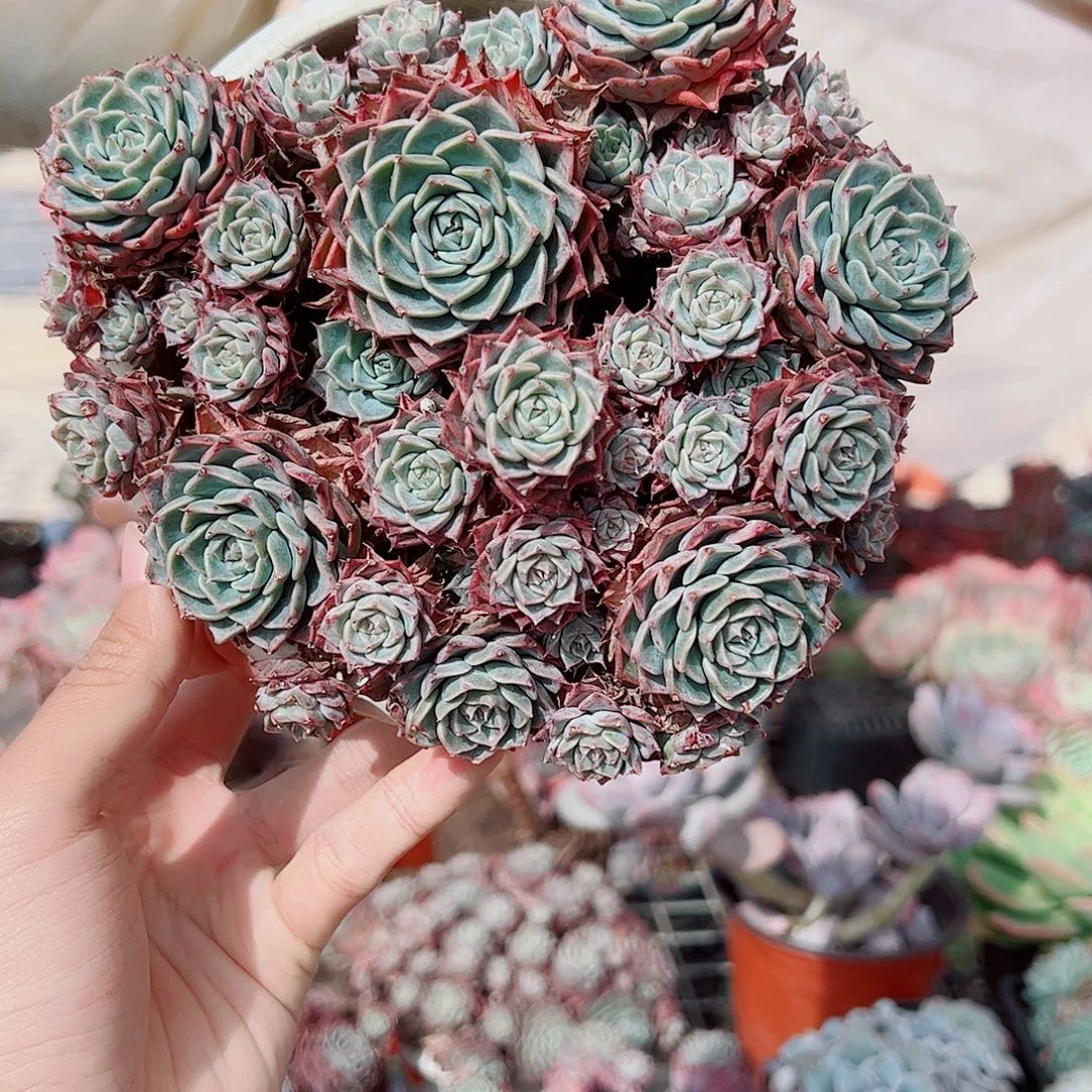 海滨格瑞带盆土精品特价