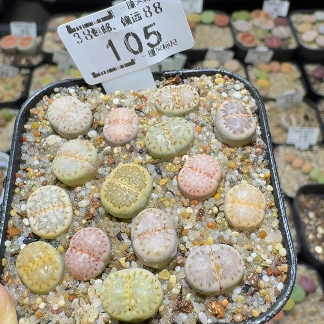 Ssss精品生石花105