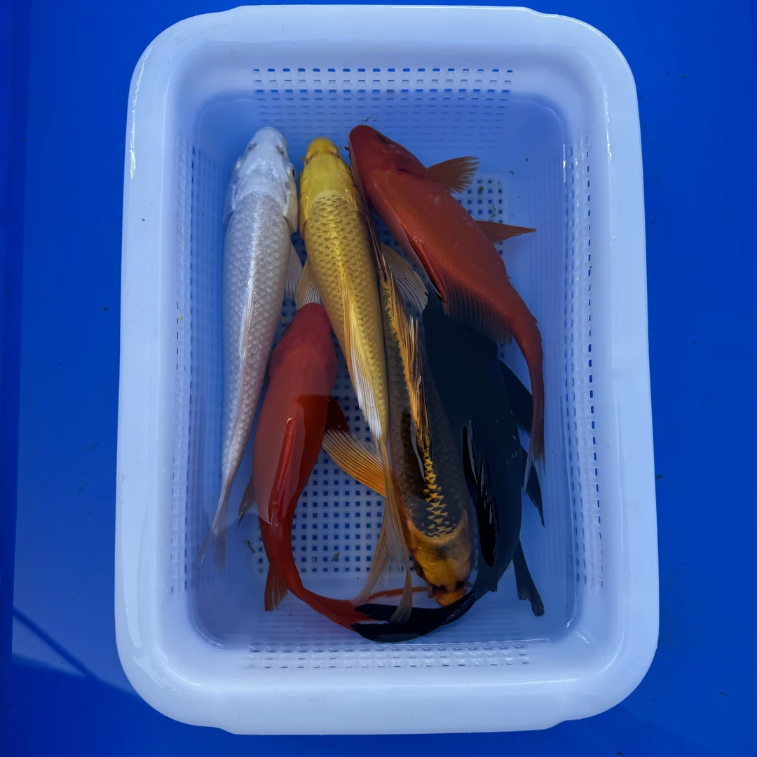 锦鲤草金 2红草1黄1白1黑1松叶（15-17厘米）6条观赏鱼