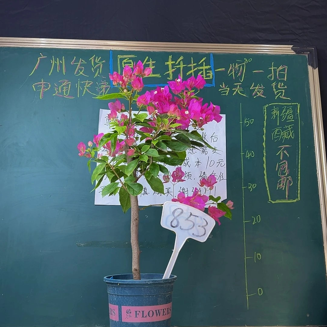 当前无花栽培后可以开花棒棒糖型 洋红公主 853