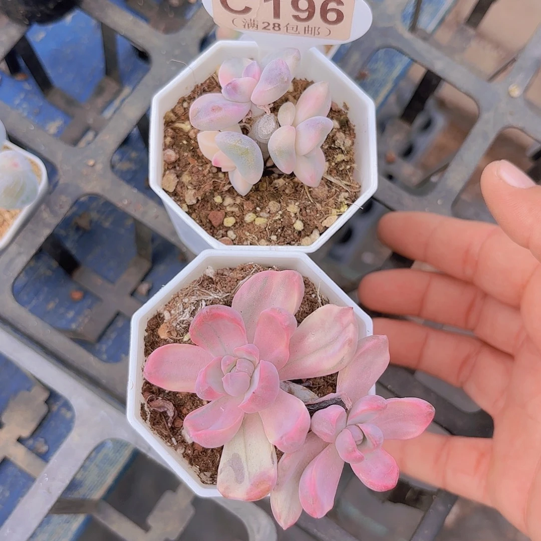 C196两颗一物一拍