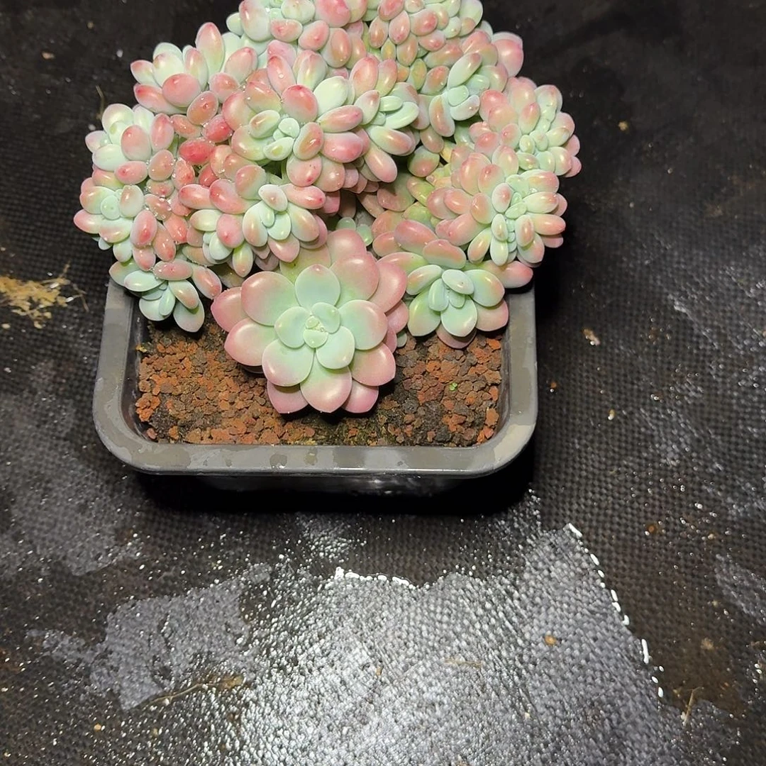 用***9多肉植物多肉植物