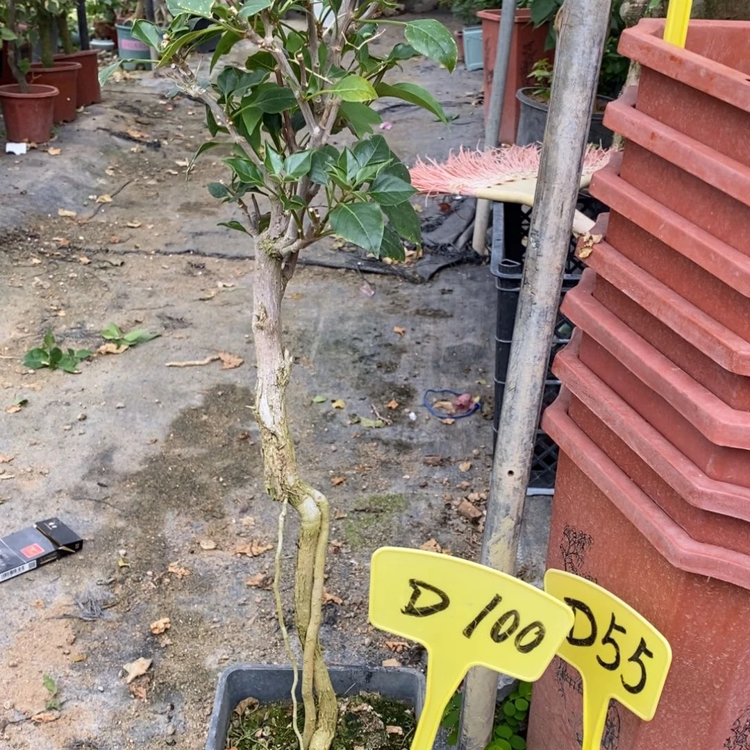 W***.无花朵三角梅黑美人D100