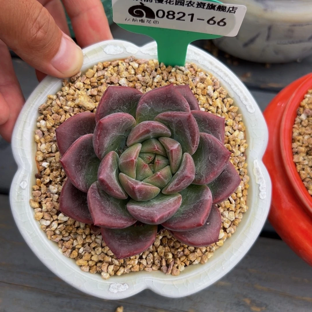 多肉一物一拍0821-66