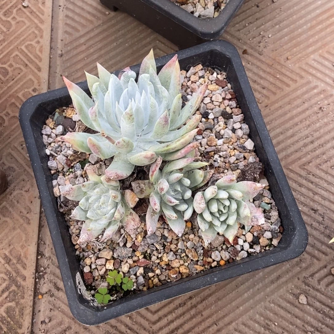 玫瑰叶多肉植物啦啦啦