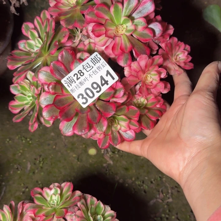 30941同白多肉植物