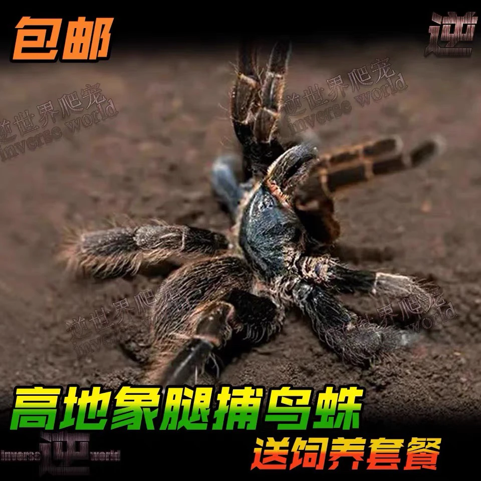 越南高地象腿蜘蛛 宠物活体蜘蛛 地老虎品种好养霸气宠物蜘蛛