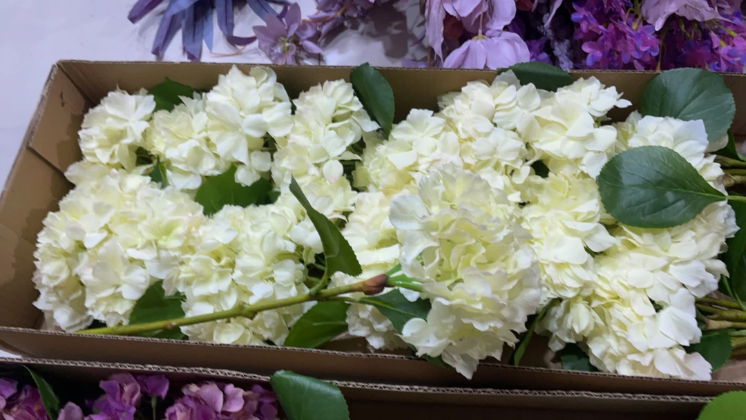 福利款单头绣球白