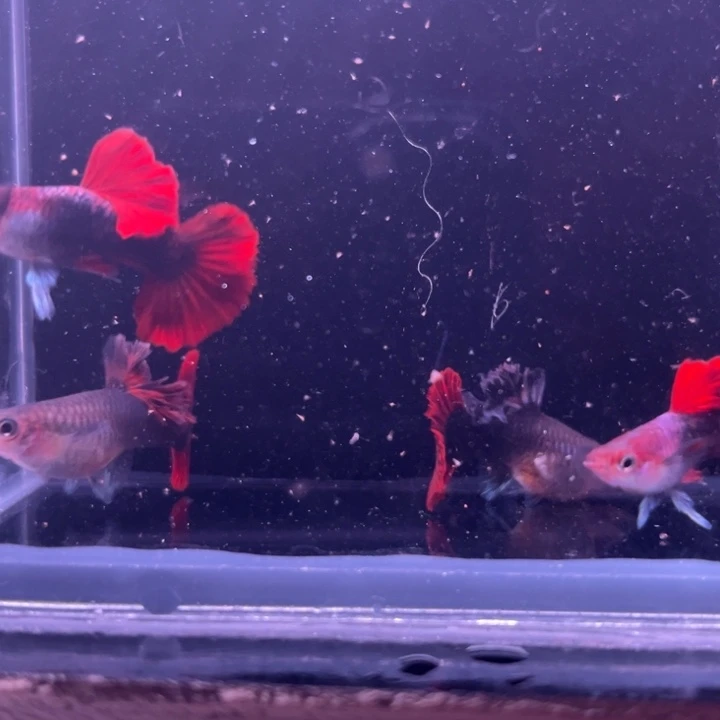 孔雀鱼菊花帆两对