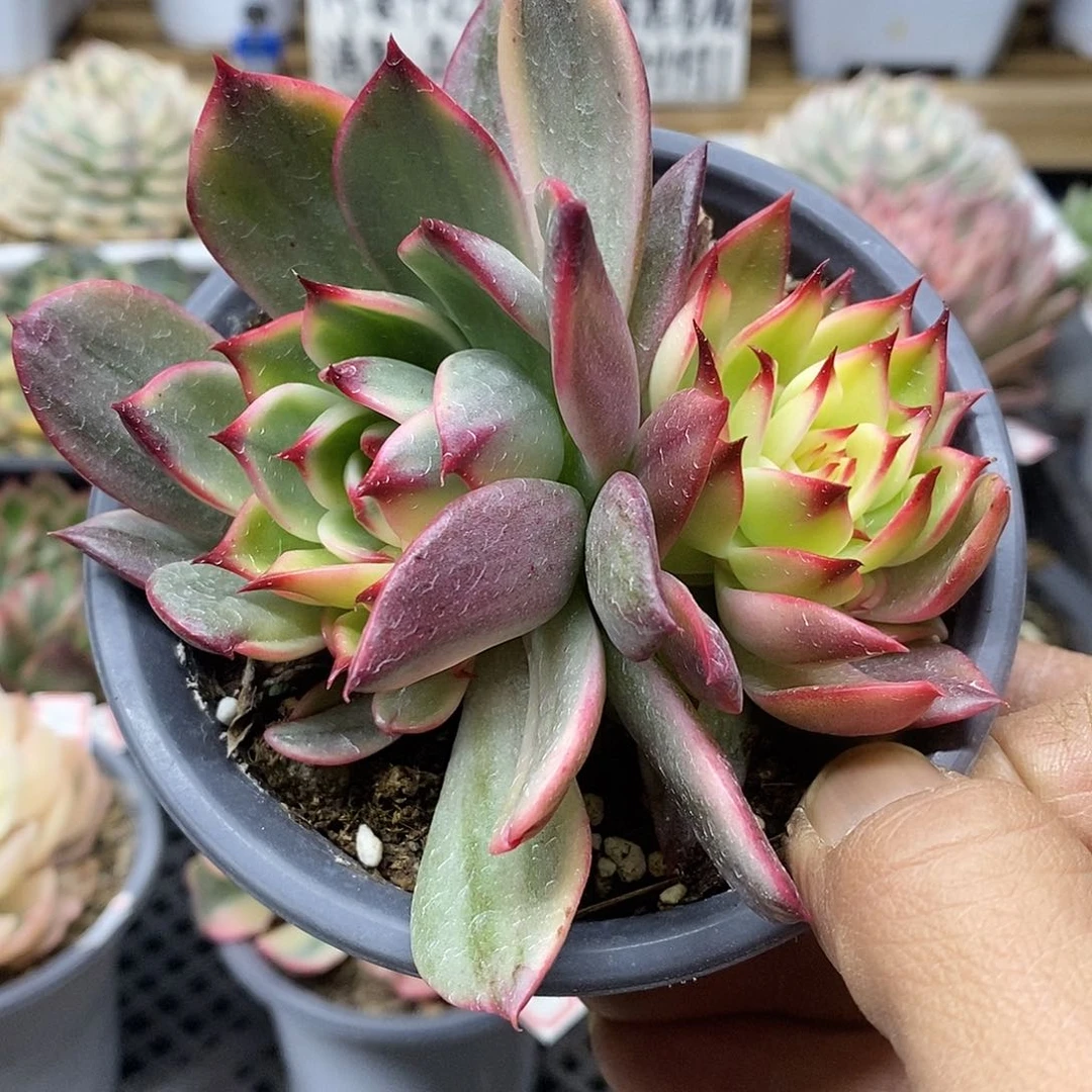 30161 桃花覆轮锦双头