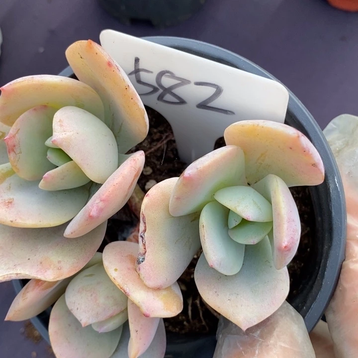 582白凤肉肉肉肉