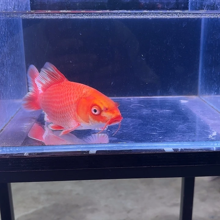 蝴蝶鲤鱼35号蝴蝶鲤 手鳍有修