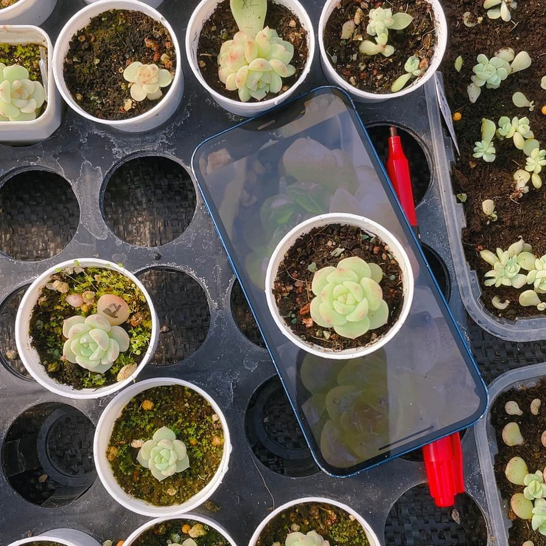 等*停相柳中苗盆一个满25包邮