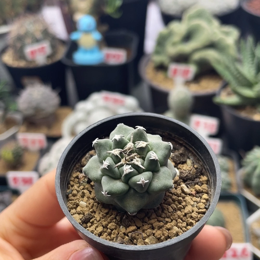 实生大尤赤花娇丽仙人球