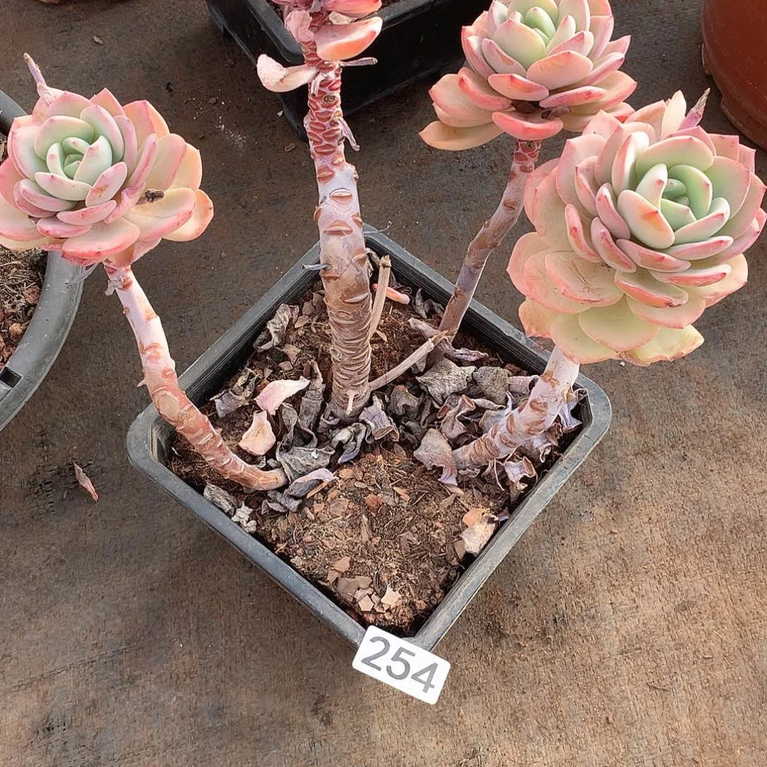 254 一物一拍多肉