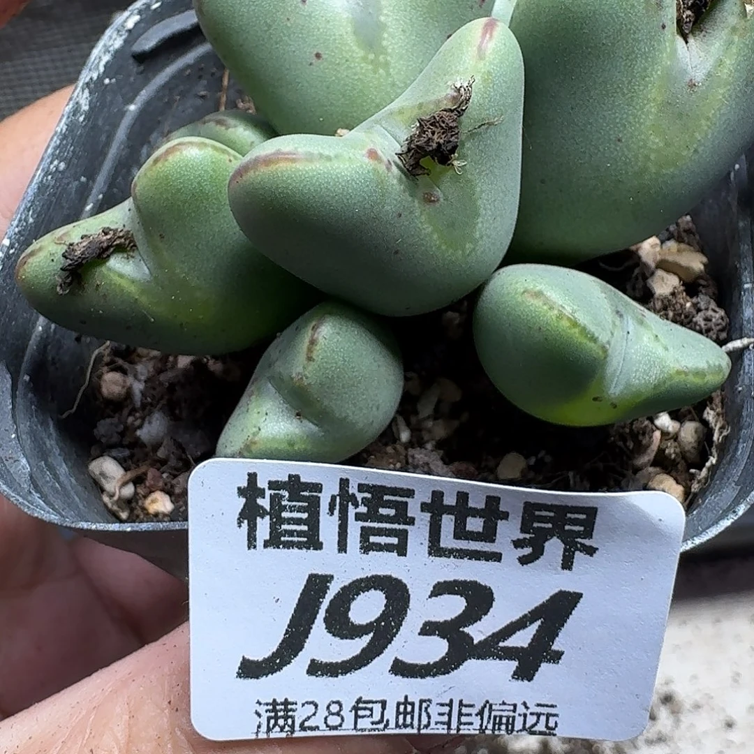 的植物的润泽vbnn