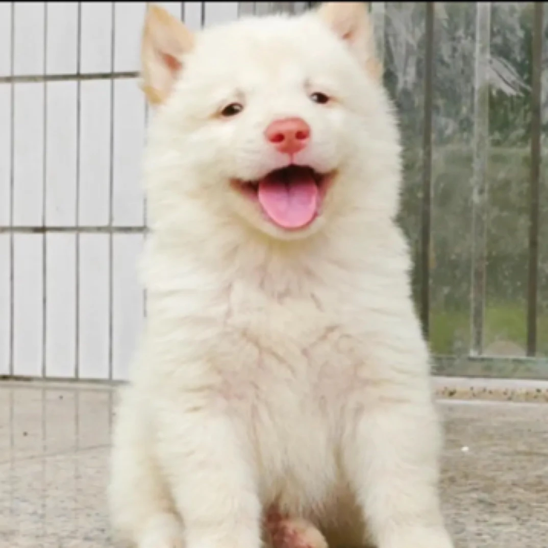 中华田园犬黄狗白面五黑犬白土松活体