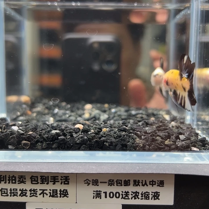 斗鱼竞拍跑单拉黑25日114
