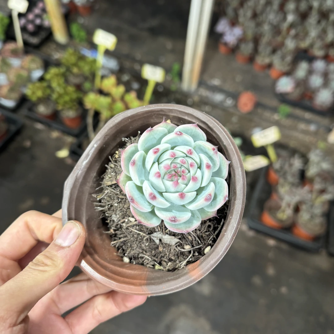 【任意两单包邮】吉娃娃阳台办公室庭院老桩盆栽多肉植物