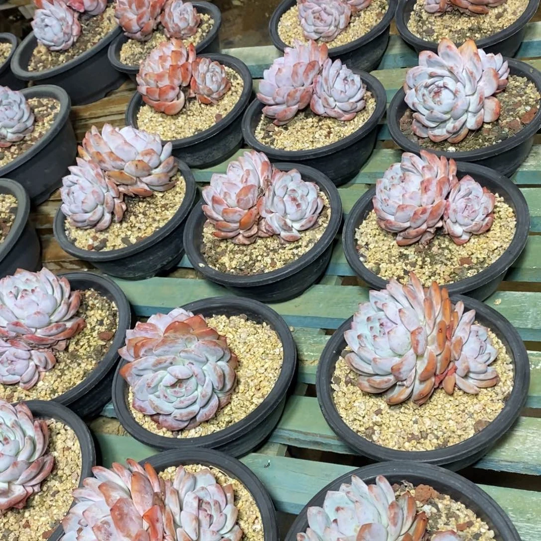 啊军喵多肉橙子双头小老庄