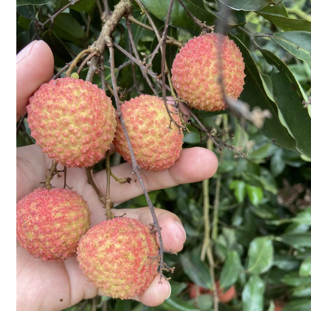 荔枝树桂味荔枝仙进奉荔枝冰荔荔枝树糯米糍荔枝妃子笑早熟荔枝