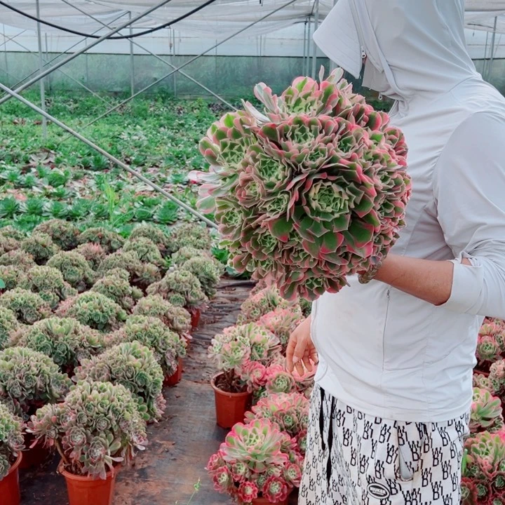 二加伦白凤多肉法师