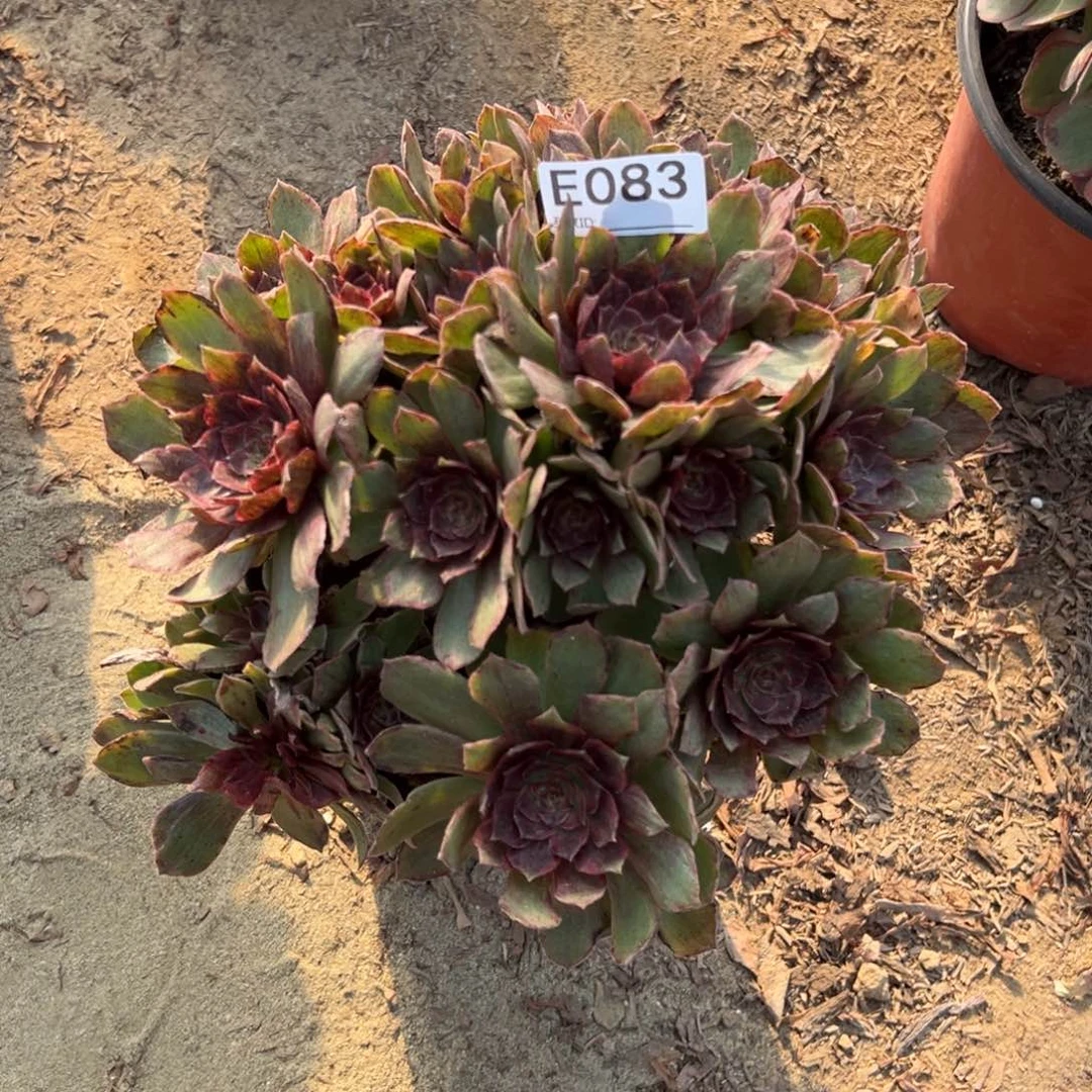 083红丝绒多肉植物法师