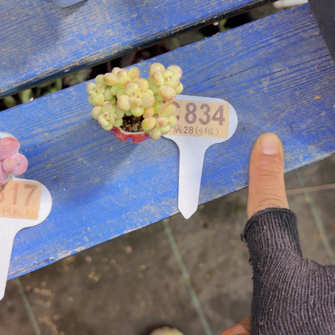 一****C834阳光玫瑰一物一拍