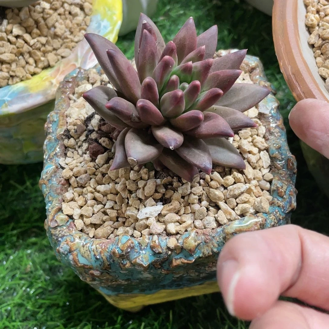 多肉植物的生长发育与生长