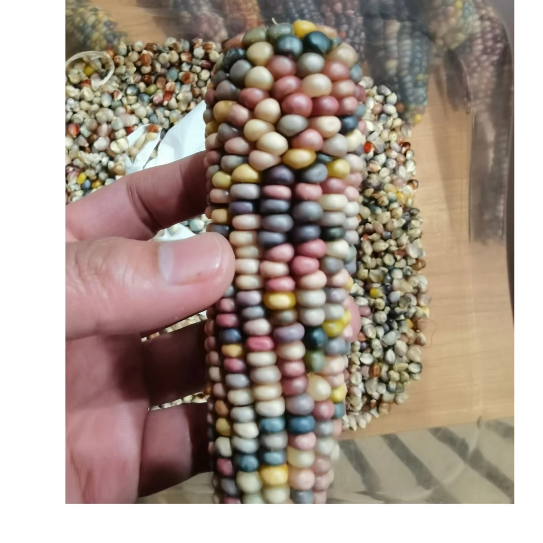 文玩玉米 直播间 一物一拍