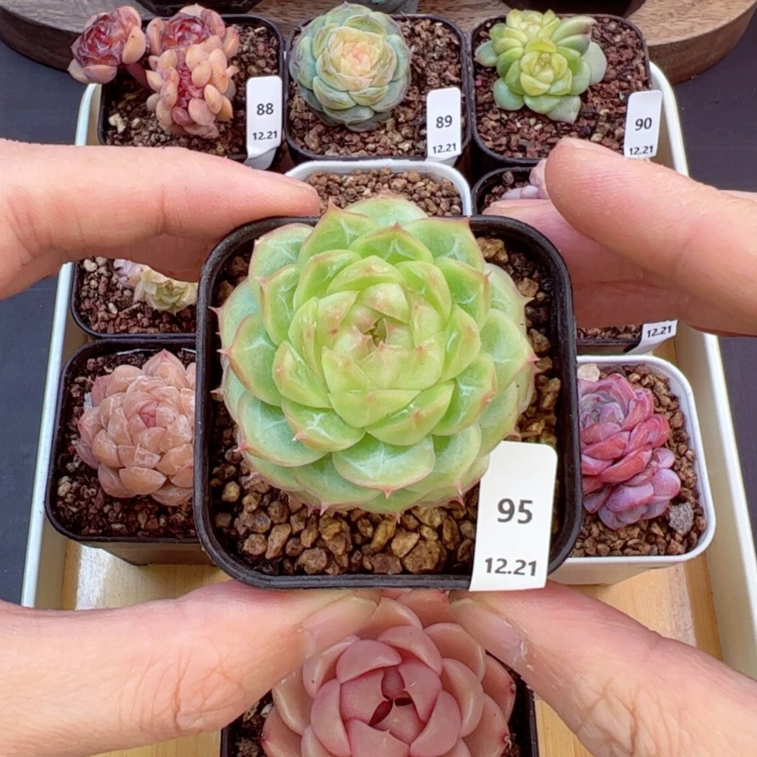 好好看95、哈哈哈哈