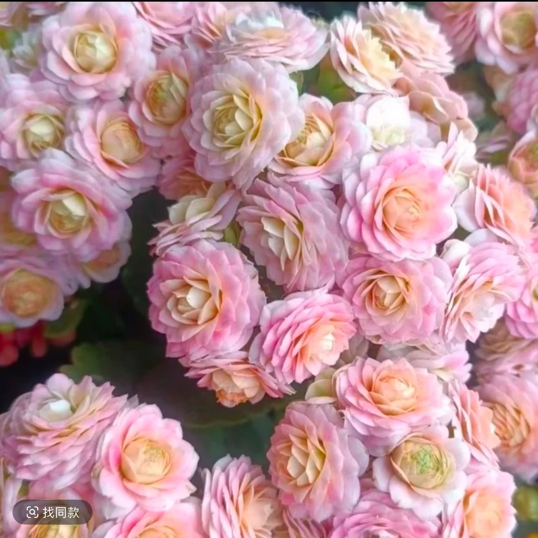 《蟠桃》130盆精品长寿花